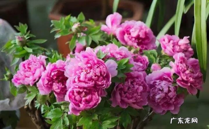 房后栽桃树风水好不好 风水学桃树适合种在什么地方