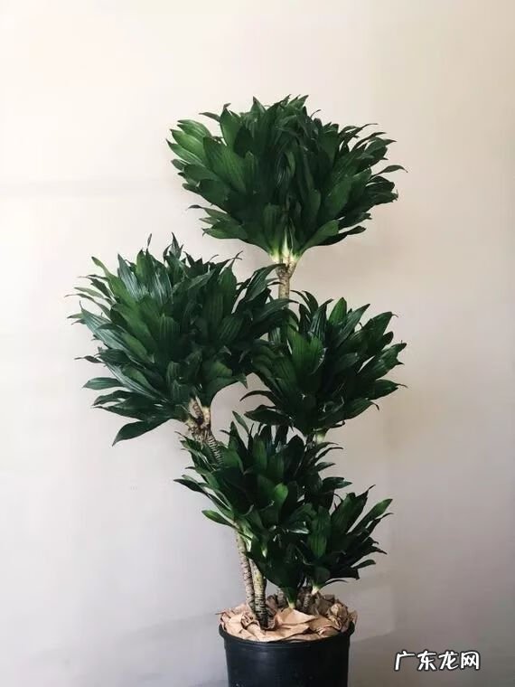 龙血兰有什么寓意 龙血兰的风水作用