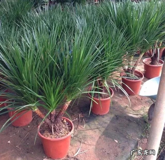 龙血兰有什么寓意 龙血兰的风水作用