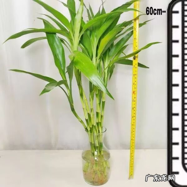 龙血兰有什么寓意 龙血兰的风水作用