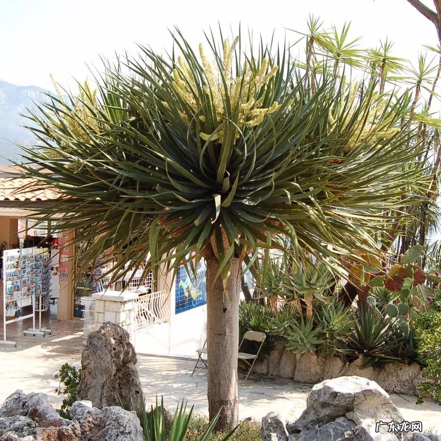 龙血兰有什么寓意 龙血兰的风水作用