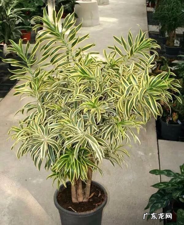 龙血兰有什么寓意 龙血兰的风水作用