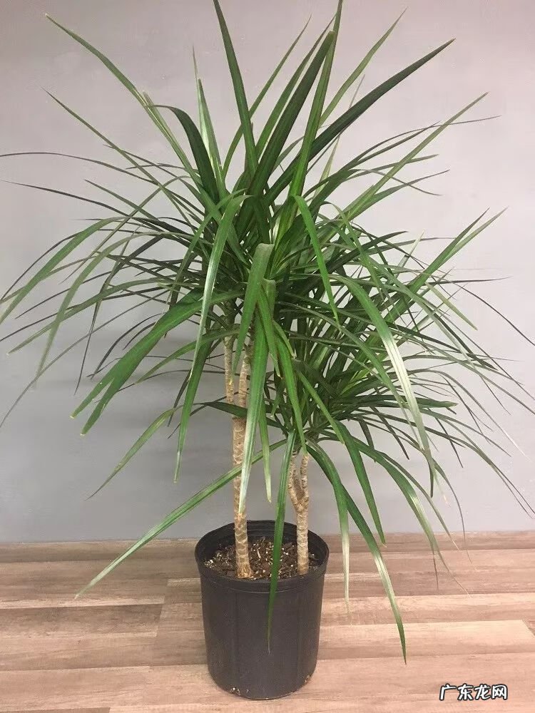 龙血兰有什么寓意 龙血兰的风水作用