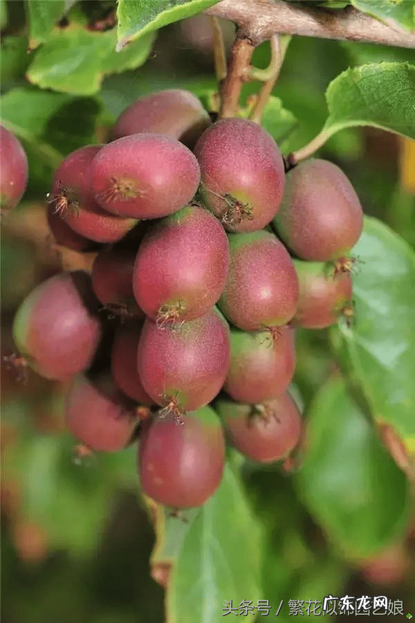 软枣又叫什么名字 软枣子掉果是什么原因