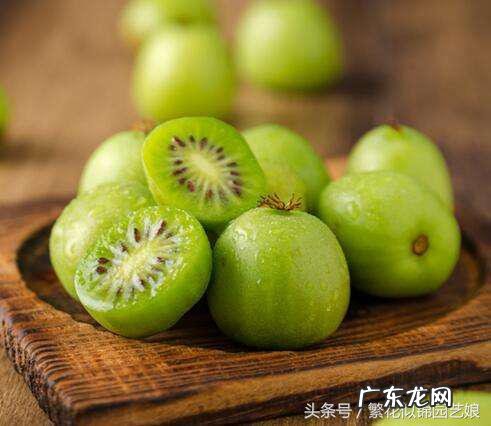 软枣又叫什么名字 软枣子掉果是什么原因