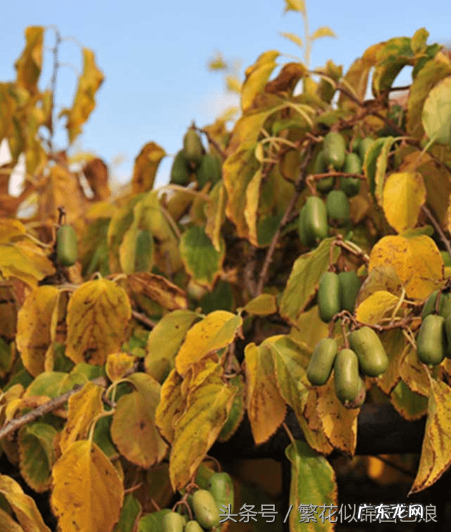 软枣又叫什么名字 软枣子掉果是什么原因