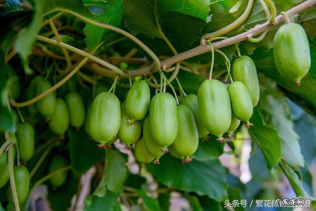 软枣又叫什么名字 软枣子掉果是什么原因