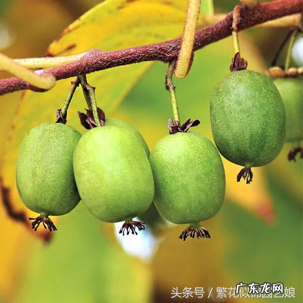 软枣又叫什么名字 软枣子掉果是什么原因