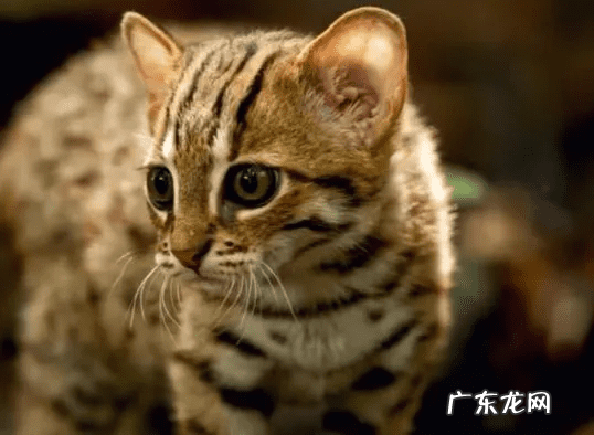 什么动物招财 来财运的风水动物