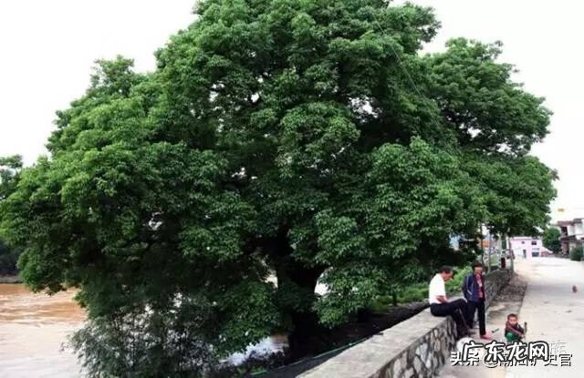 展宏伟风水大师 陈宏谋风水