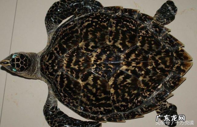 神将犀牛带海 风水犀牛过海形出什么人