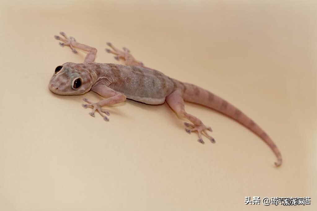 蜘蛛的寓意和象征风水 蜘蛛在风水学的意义
