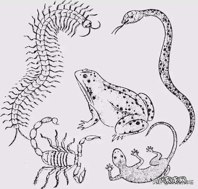 蜘蛛的寓意和象征风水 蜘蛛在风水学的意义