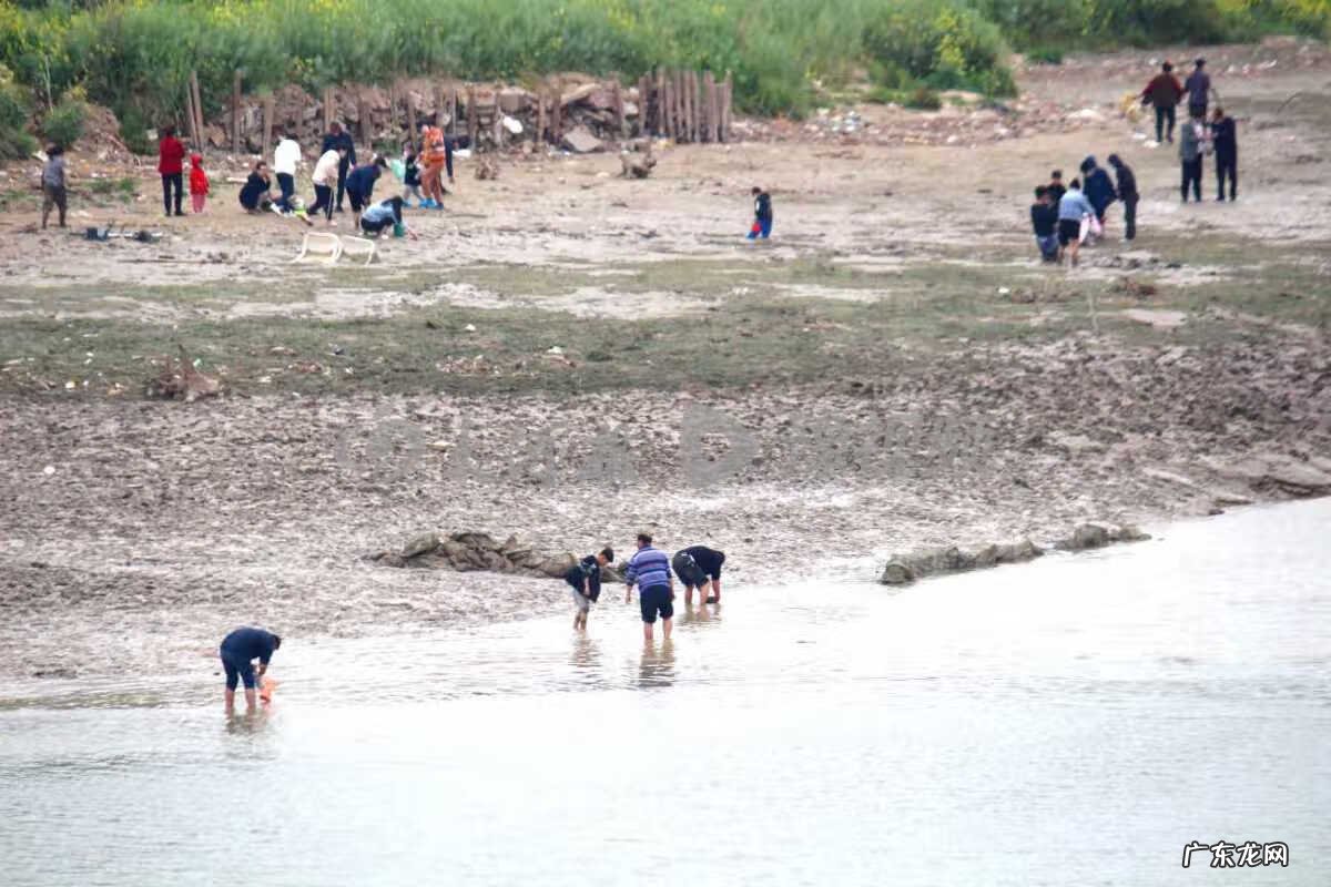 河蚌用什么药杀 河蚌怎样杀