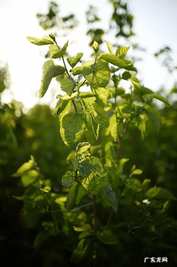 厂房风水 在厂房内有柳树从风水上好吗