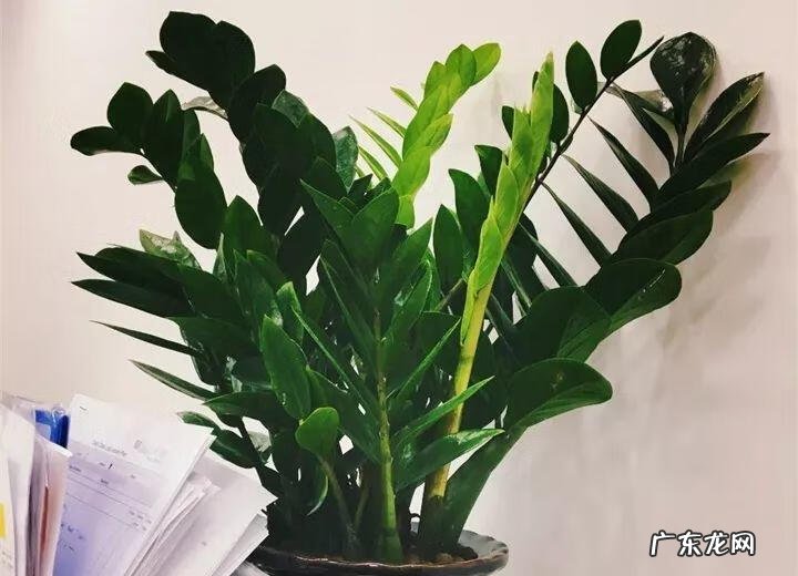 一帆风顺花的摆放风水 一帆风顺的风水