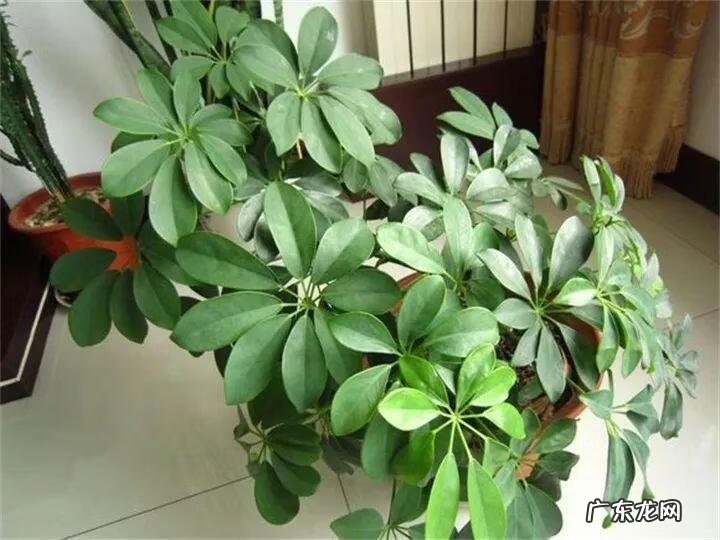 一帆风顺花的摆放风水 一帆风顺的风水