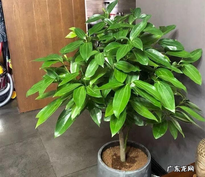 一帆风顺花的摆放风水 一帆风顺的风水