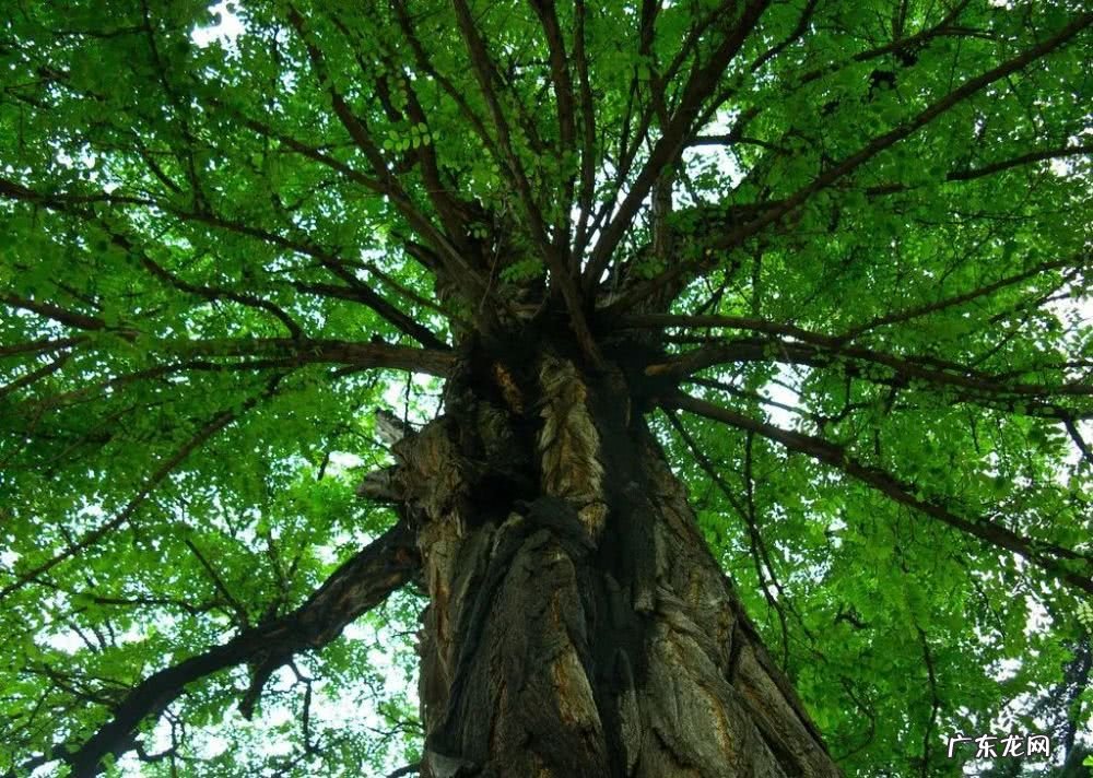 屋前屋后可以种槐树吗 屋后有槐树风水好吗