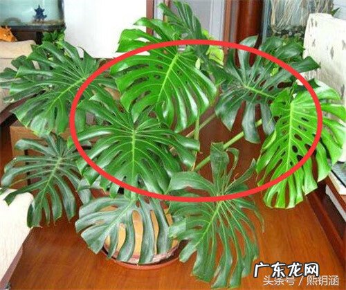 家庭种藤本植物的风水