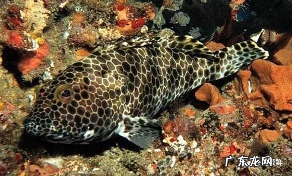 石斑鱼都是野生的吗 野生石斑鱼怎么辨别