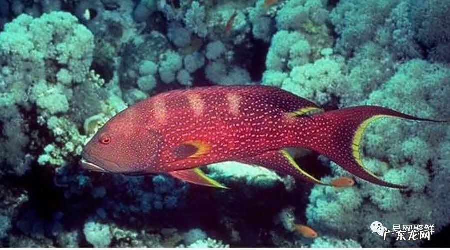 石斑鱼都是野生的吗 野生石斑鱼怎么辨别