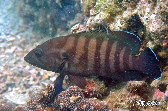 石斑鱼都是野生的吗 野生石斑鱼怎么辨别