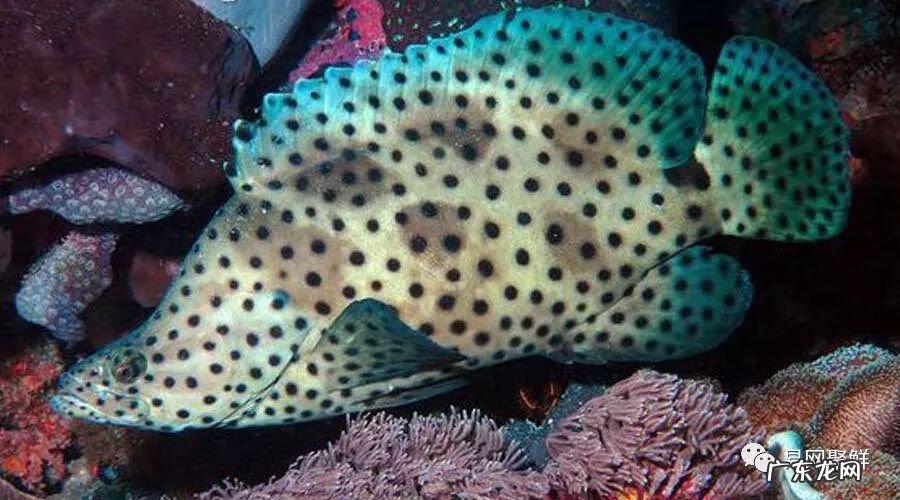 石斑鱼都是野生的吗 野生石斑鱼怎么辨别