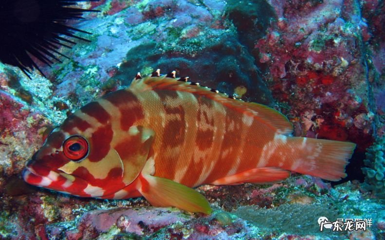 石斑鱼都是野生的吗 野生石斑鱼怎么辨别