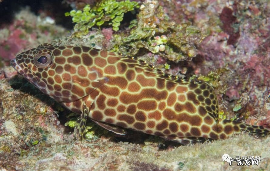 石斑鱼都是野生的吗 野生石斑鱼怎么辨别