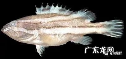 石斑鱼都是野生的吗 野生石斑鱼怎么辨别