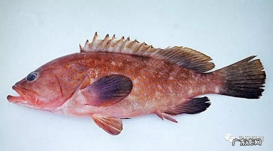 石斑鱼都是野生的吗 野生石斑鱼怎么辨别