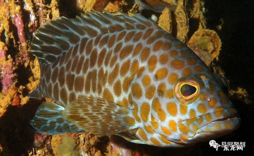 石斑鱼都是野生的吗 野生石斑鱼怎么辨别