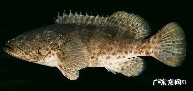 石斑鱼都是野生的吗 野生石斑鱼怎么辨别