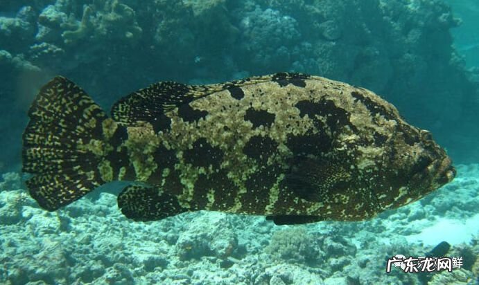 石斑鱼都是野生的吗 野生石斑鱼怎么辨别