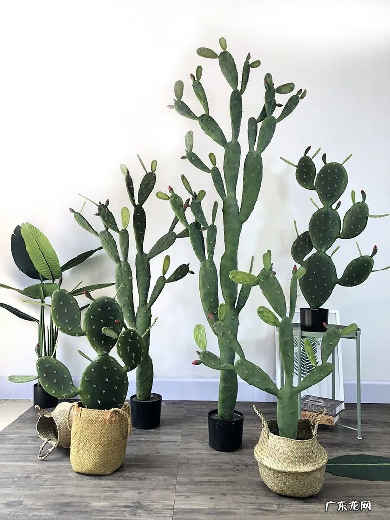 仙人球放在哪里风水好 仙人掌风水说法