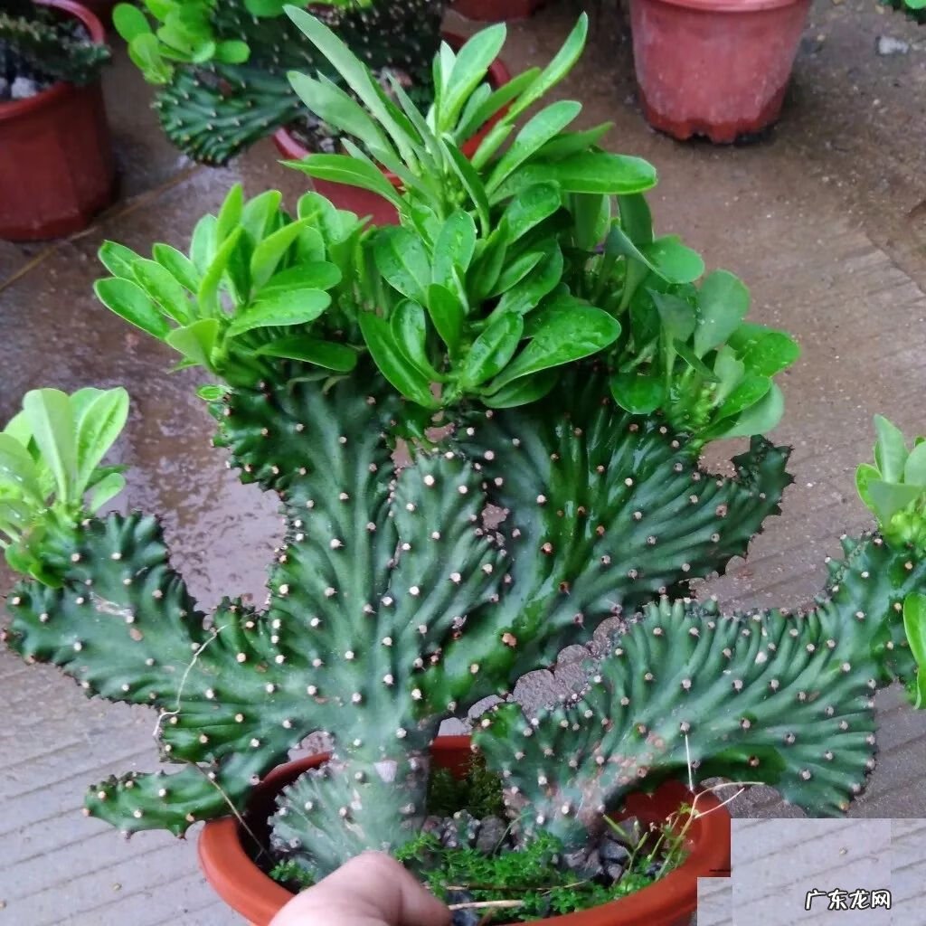 仙人球放在哪里风水好 仙人掌风水说法