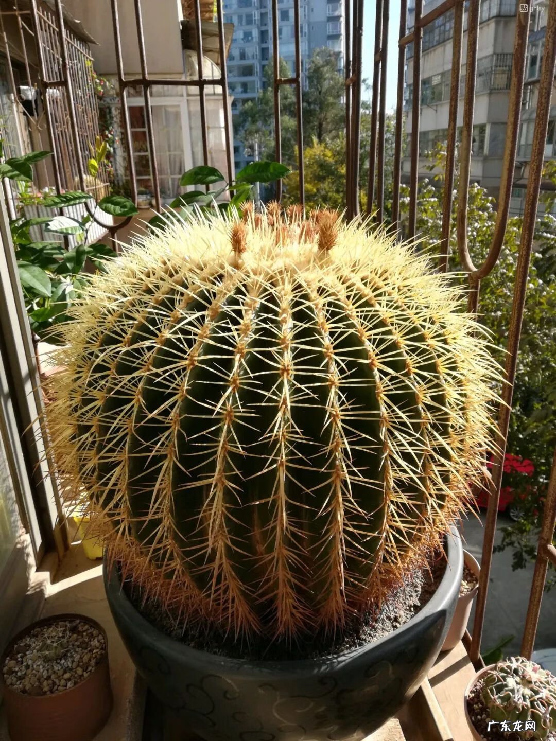 仙人球放在哪里风水好 仙人掌风水说法