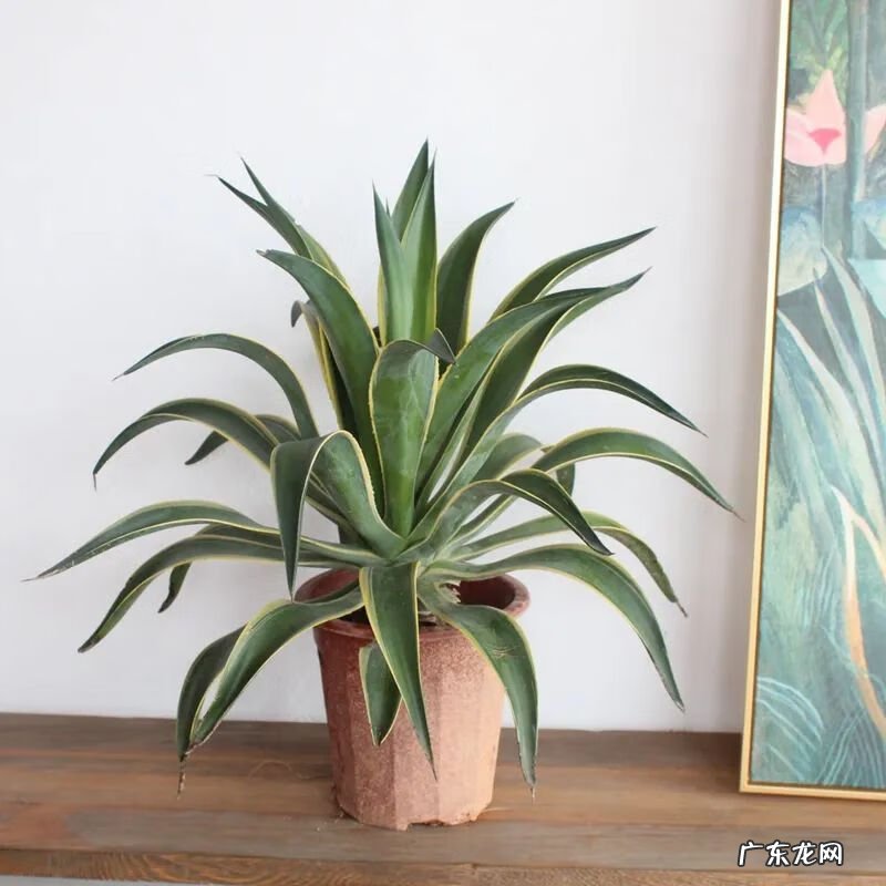 仙人球放在哪里风水好 仙人掌风水说法