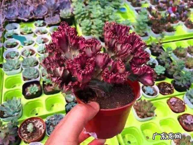 仙人球放在哪里风水好 仙人掌风水说法