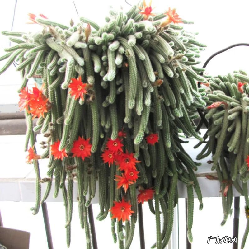 仙人球放在哪里风水好 仙人掌风水说法