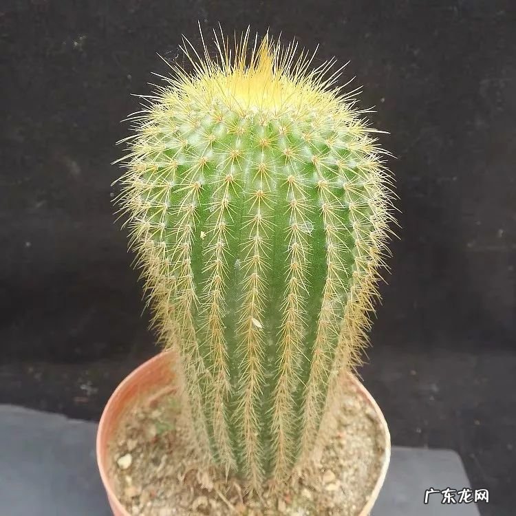 仙人球放在哪里风水好 仙人掌风水说法