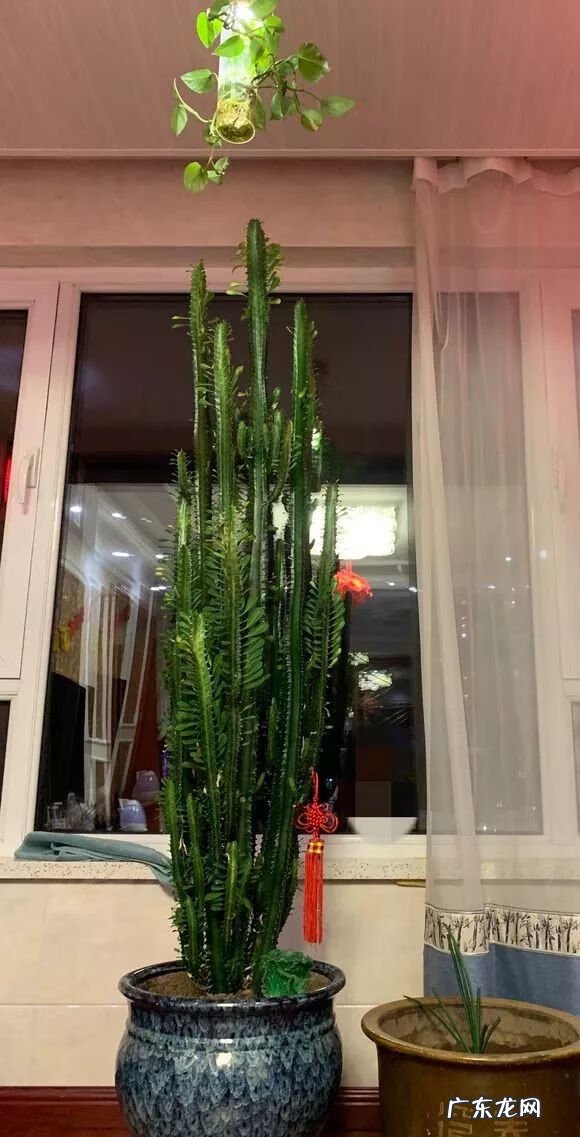 仙人球放在哪里风水好 仙人掌风水说法