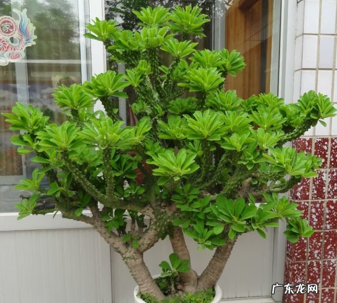 仙人球放在哪里风水好 仙人掌风水说法