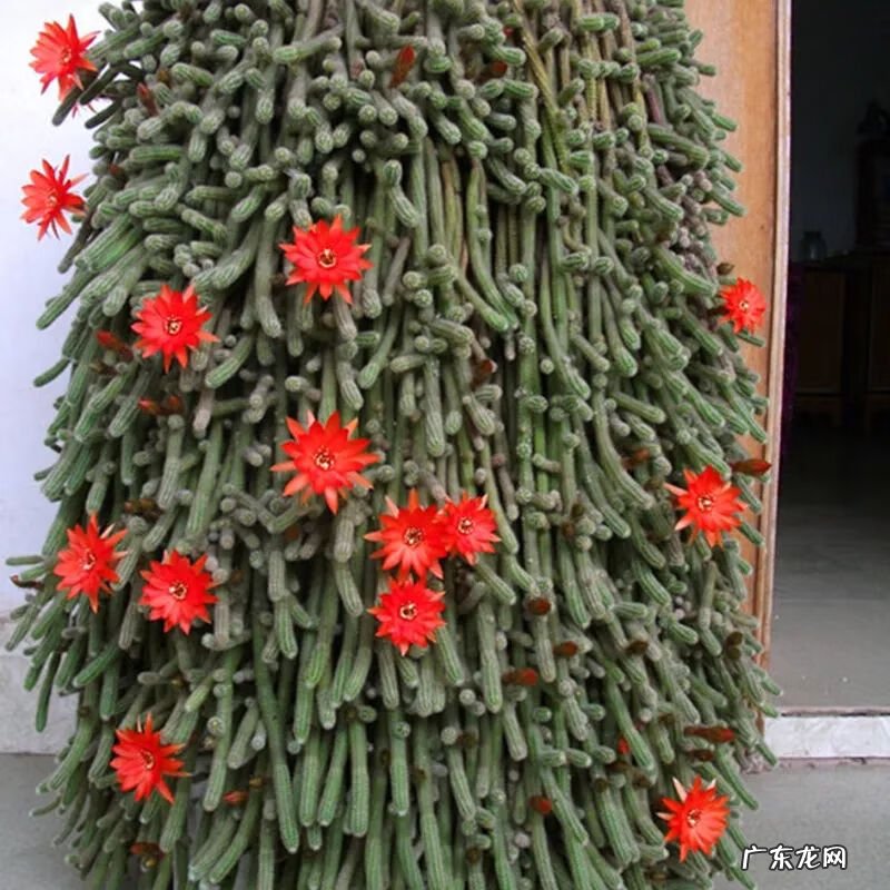 仙人球放在哪里风水好 仙人掌风水说法