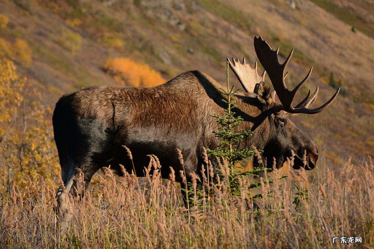 羚羊种类图片 羚羊图片大全