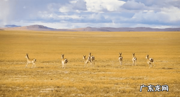 羚羊种类图片 羚羊图片大全