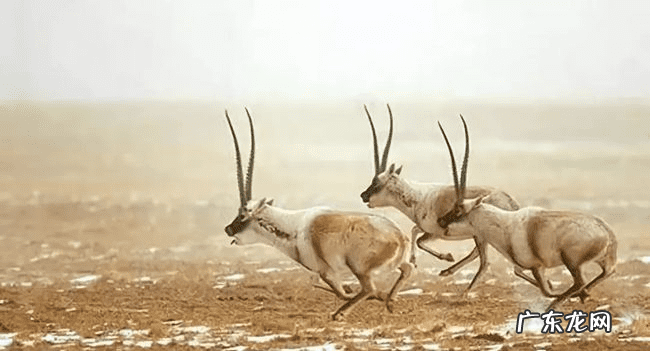羚羊种类图片 羚羊图片大全