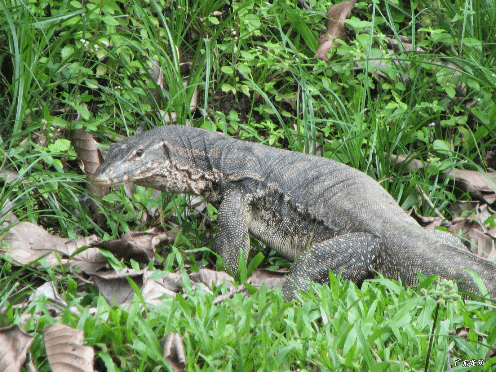 羚羊种类图片 羚羊图片大全