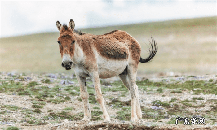 羚羊种类图片 羚羊图片大全